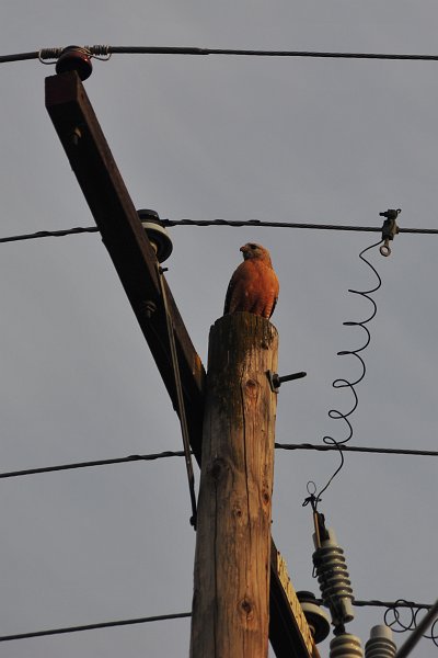 RJH_2270.JPG