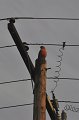 RJH_2268