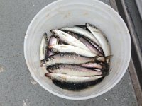 10-min worth of herring jigging got us our bait for the day.