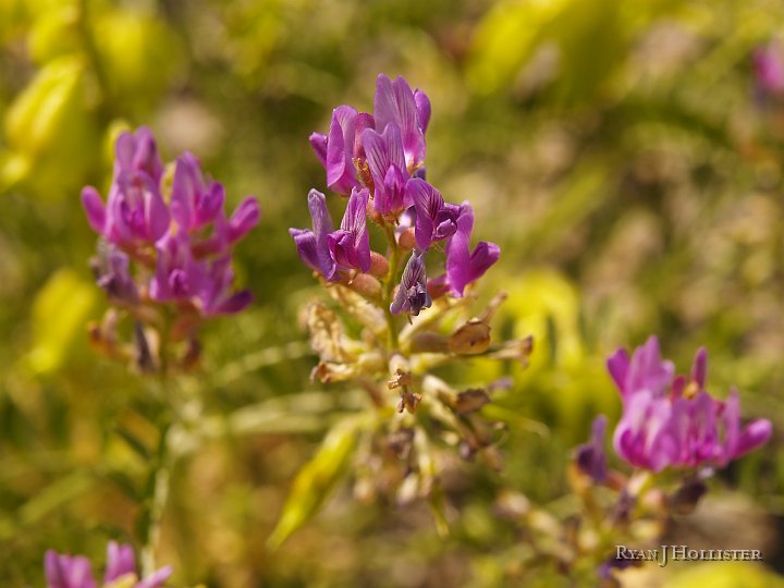 _5098960.JPG - My dad informs me that this is a wild vetch...