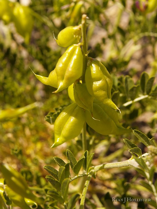 _5098961.JPG - Vetch is obviously a member of the pea family.