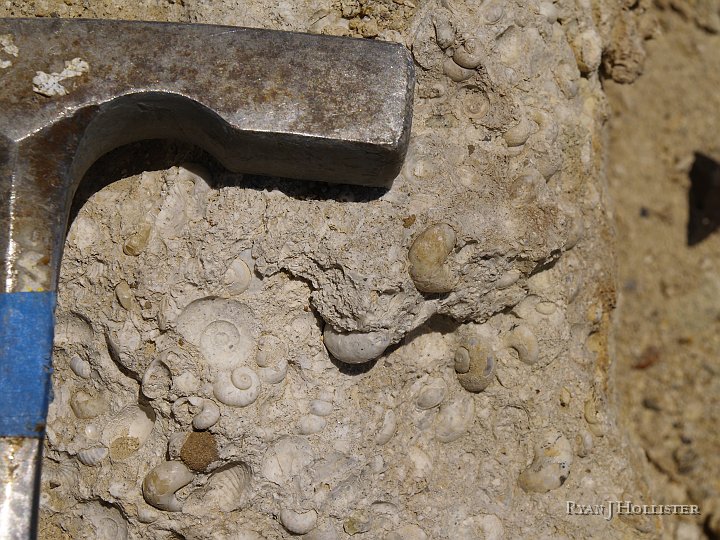 _5098970.JPG - Impressions, molds, casts... you name the preservation mode, this site has it all.