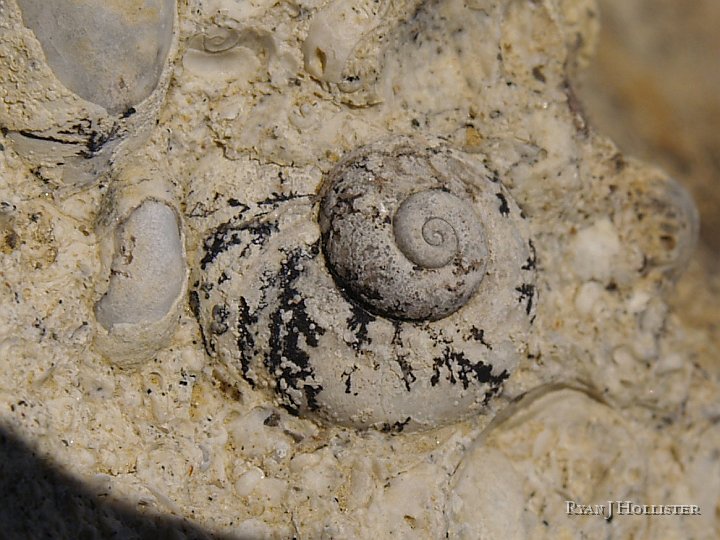 _5098973.JPG - I liked the dendritic patterns on this fossil.  It looked like an awesome tiger!