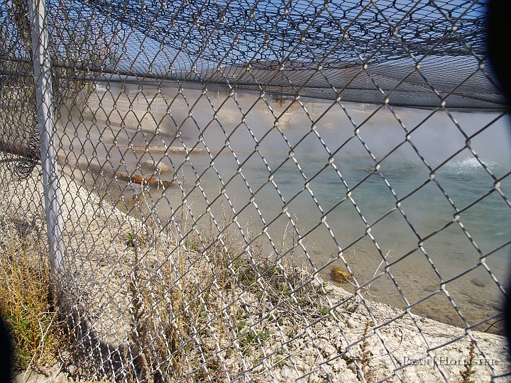 _5098989.JPG - The area is well-fenced because the water is very near boiling when it enters the pond.  The fence is mostly used to keep out ground animals & birds.   Thus concludes another amazing weekend adventure!