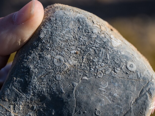 Fossil Hunt