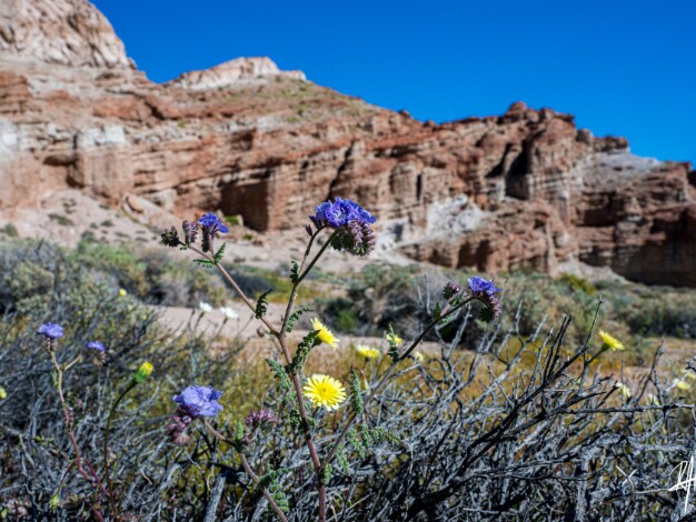Red Rock Canyon SP