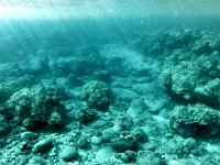A ghostly rendering of the reef.