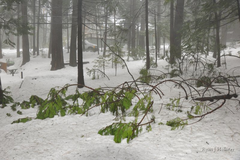 _RJH9187.JPG - Downed tree across horseshoe pit.