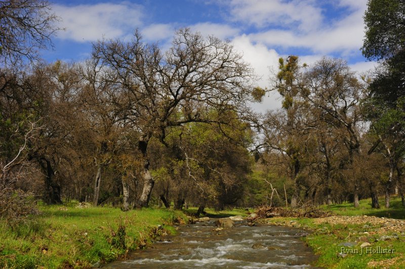 _RJH9230.JPG - Hatch Creek, Marshes Flat Road.