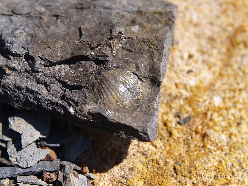 _4188540.JPG - The black shale was very fragile, but contained abundant brachiopods (Seen here) and bryzoans.