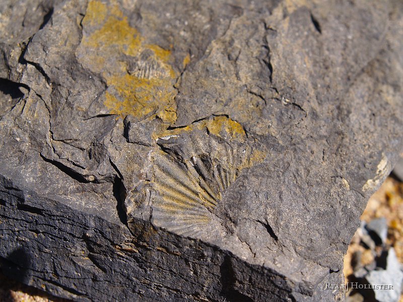 _4188541.JPG - Brachiopod molds.