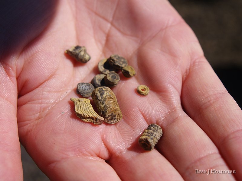 _4188542.JPG - Before we knew what we were really getting into we found abundant crinoid stalks.