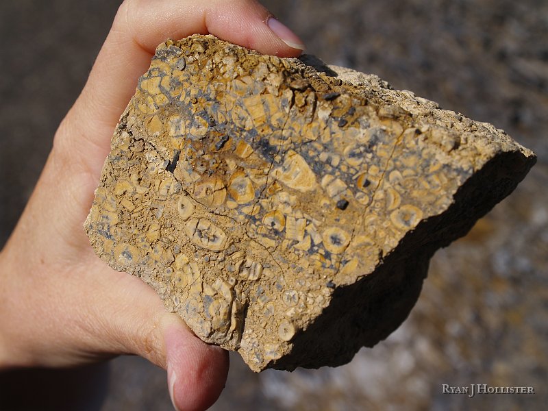 _4188545.JPG - Laura knew our trip was destined to become great when she happend across this piece of uber-fossiliferous limestone.  It's ALL crinoid stalks.