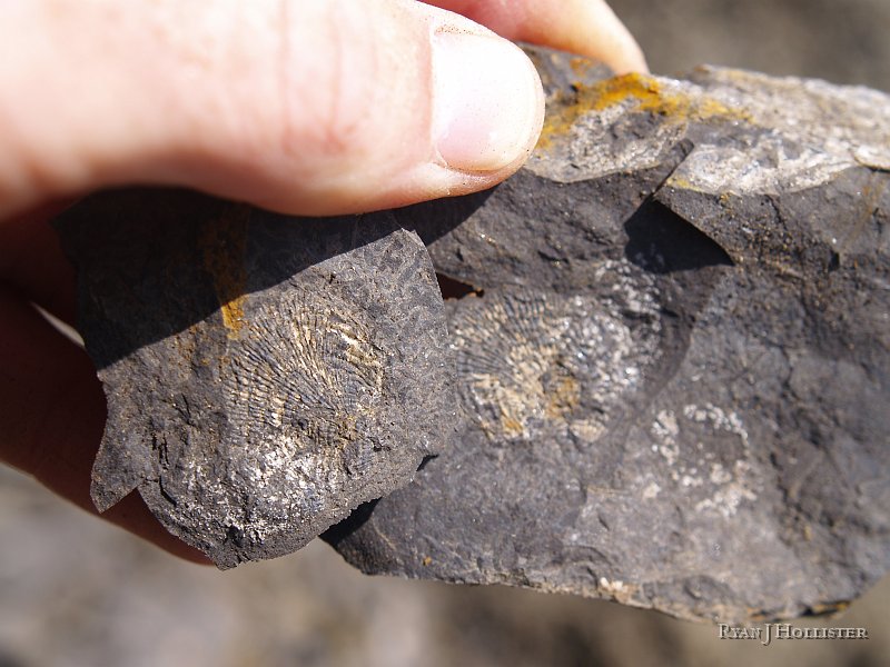 _4188547.JPG - I still messed around with the shale for a few minutes and found some neat impressions of brachiopods.