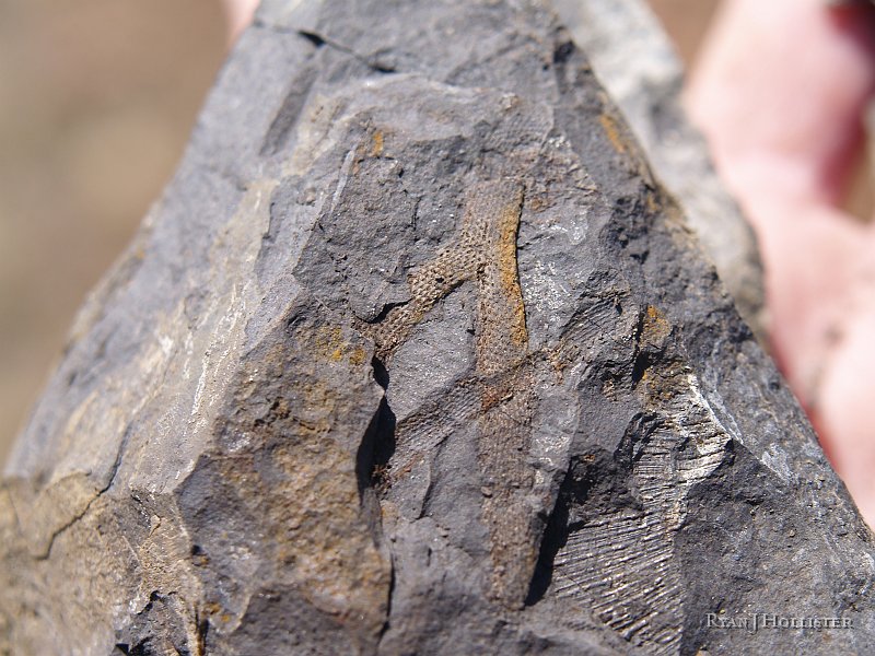 _4188549.JPG - This was my second-coolest find of the day: a nearly intact bryozoan.