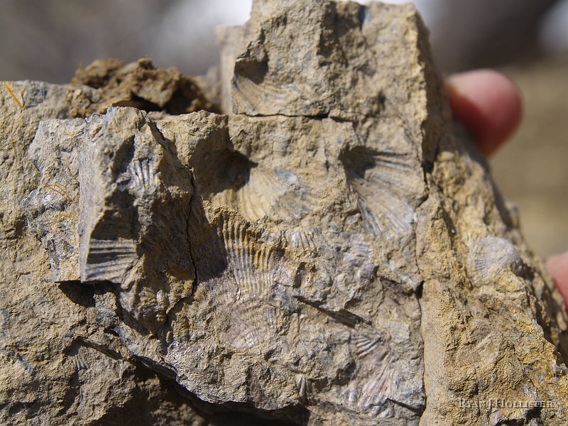 _4188558.JPG - brachiopod molds.