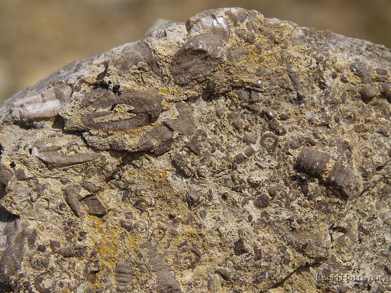 _4188561.JPG - The crinoids were awesome.  I'd guess the jumbled mess comes from wave action along the reef in which these grew.