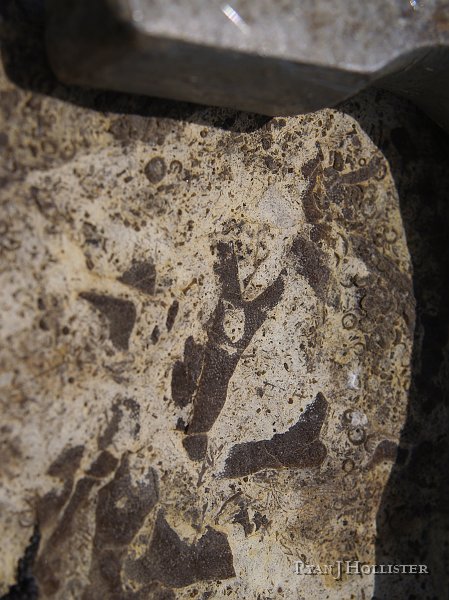 _4188563.JPG - detail.
