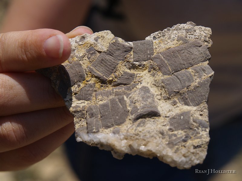 _4188571.JPG - BIG crinoid stalks.