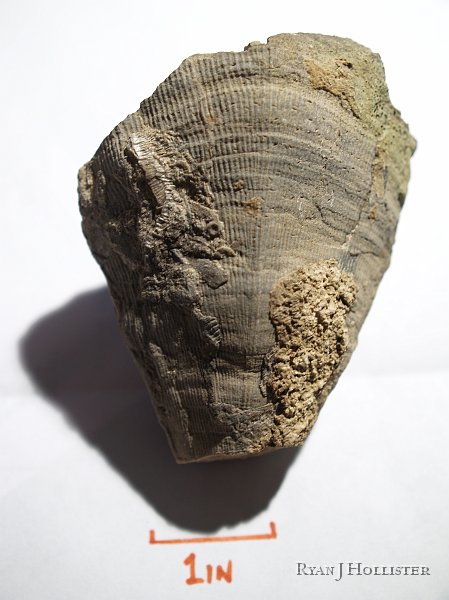 _4248741.JPG - Scale of Horn Coral.