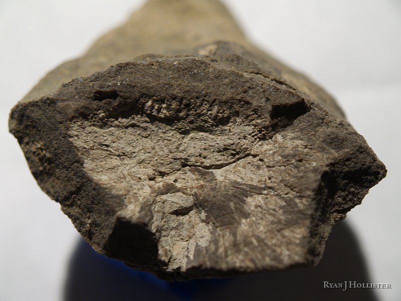_4248744.JPG - Some of the septa of the Horn Coral are visible here.