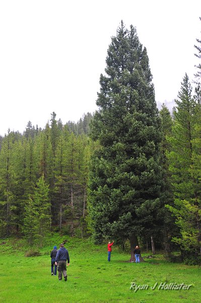 RJH_2648.JPG - Nice tree, but double-topped.  Thus it was disqualified from being a finalist for a top-secret designation.