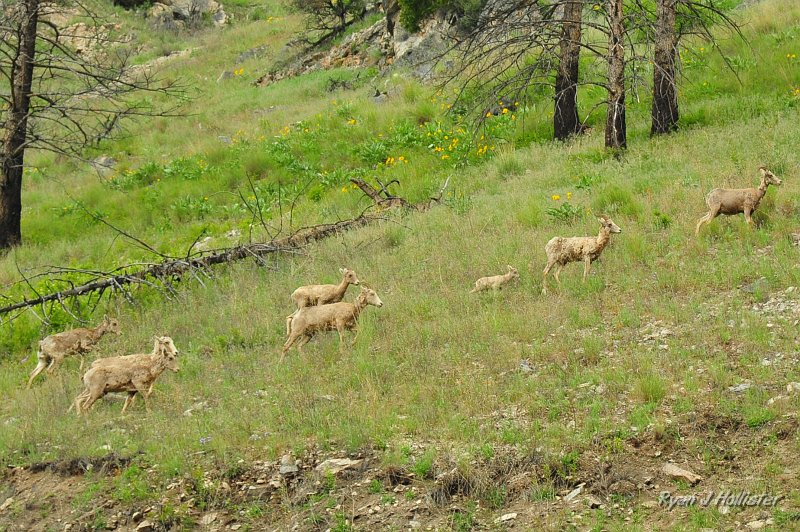 RJH_2865.JPG - Lamb in the middle.