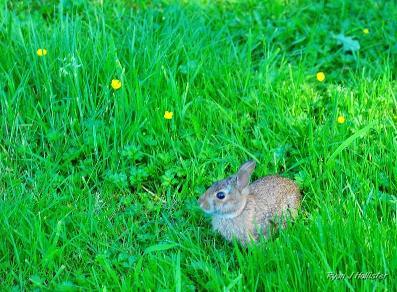 RJH_2904.JPG - He even grows bunnies.