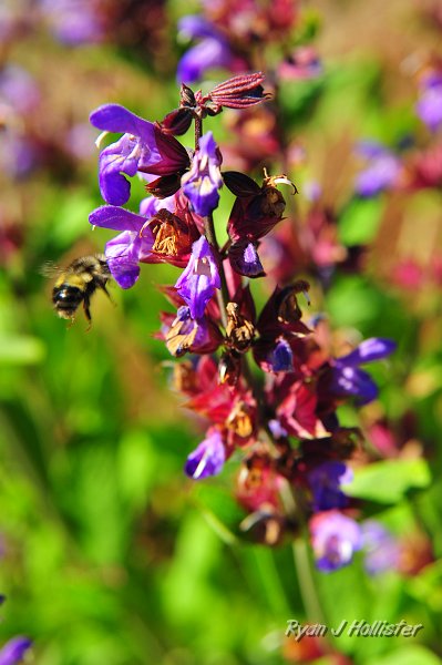 RJH_2907.JPG - Buzz-off.