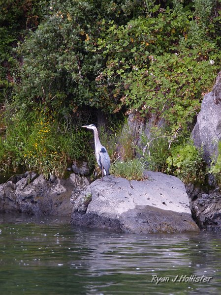 _7210471.JPG - Great blue heron.
