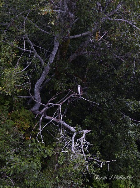 _7210472.JPG - I don't have a bazooka lens, but you can still see the "dime a dozen" osprey in the middle of the photo.