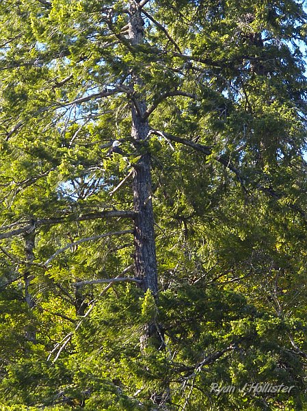 _7210486.JPG - There's a bald eagle in the left-center of the pic.