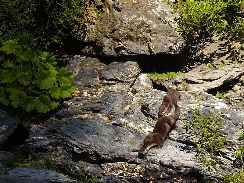_7210500.JPG - River otters!