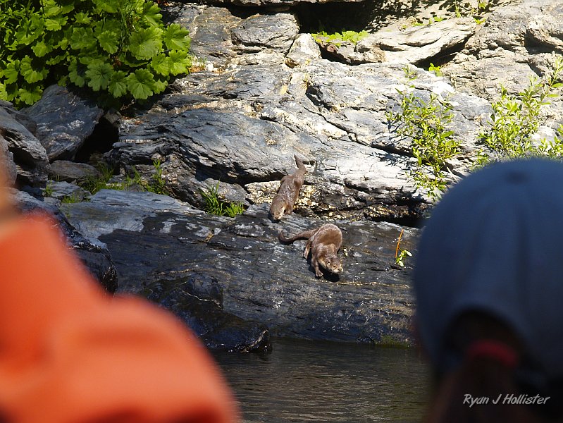_7210501.JPG - The mom and her pup just played in teh sun for us for several minutes.  Talk about cute.