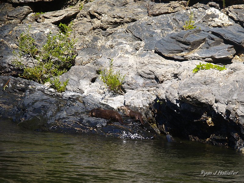 _7210502.JPG - Out of the water...