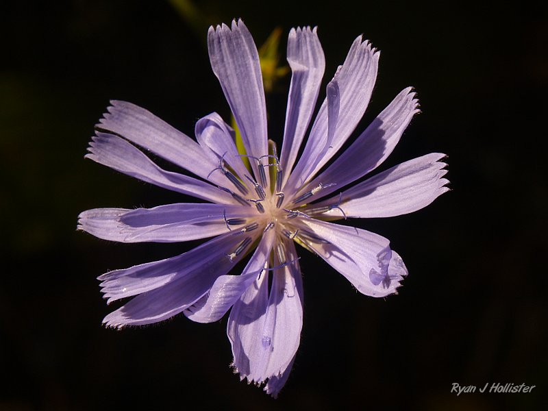 _7210506.JPG - Potty stop at Agness allowed for great flower photos and rock skipping.
