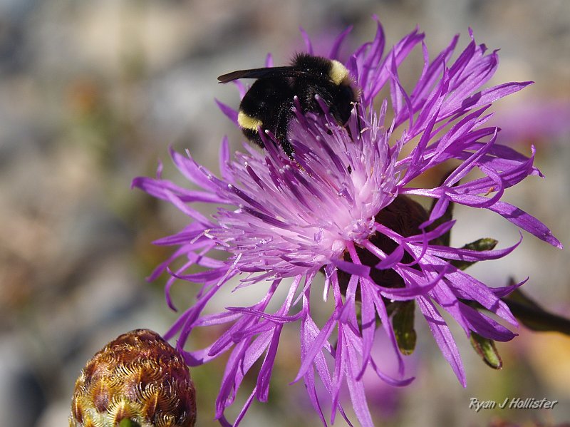 _7210509.JPG - There's gotta be some good pollen in here somewhere.