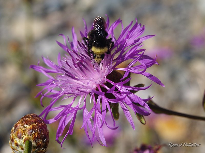 _7210510.JPG - Buzz-off.