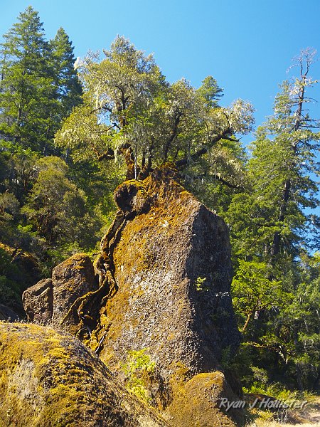 _7210520.JPG - This live oak has survived by clinging to this rock and sending its roots to the river.  Amazing!