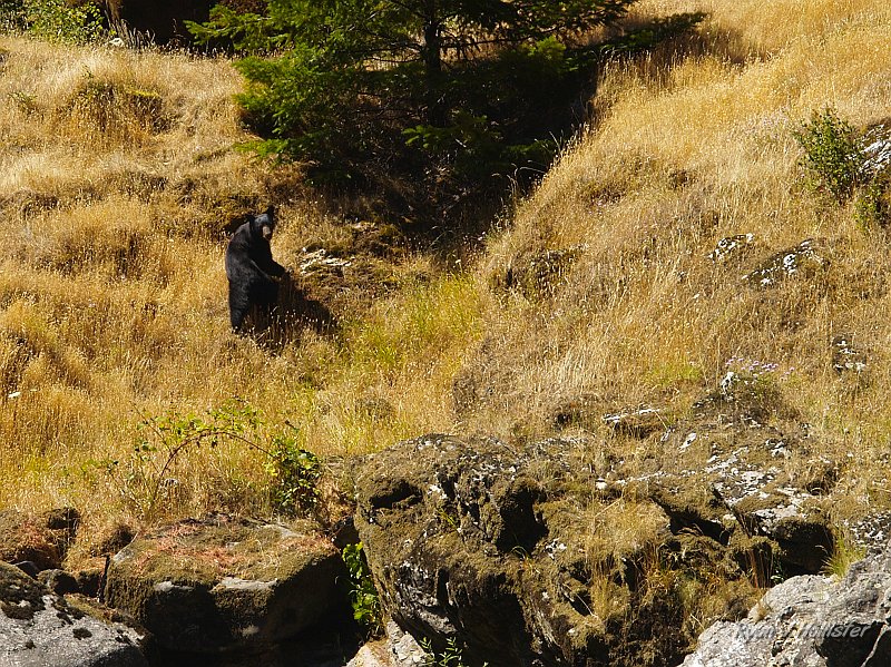 _7210521.JPG - Bear butt.