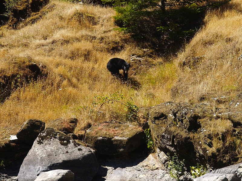 _7210522.JPG - This bear posed for us longer than the otters.
