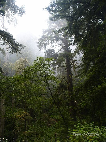_7220550.JPG - This was taken on our drive home while driving through Redwoods National Park.  The drive was plagued by construction work, and I took this one while stopped.  It came out rather nice, considering it was 103 in the valley.