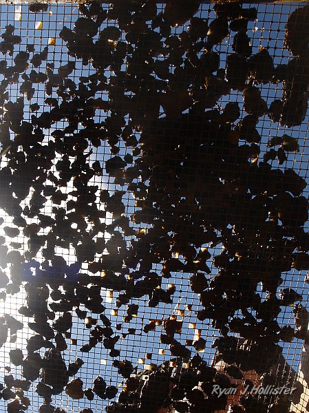 _7180313.JPG - Here's a good trick... when you think you've found all the sunstones, look under the screen towards the sun and you will find several more that you missed from above.