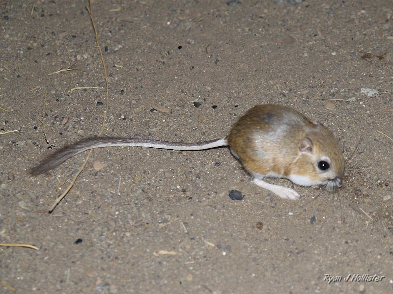 _7180327.JPG - We had a dinner visitor.  A kangaroo rat.  I never thought I'd see one in the wild.