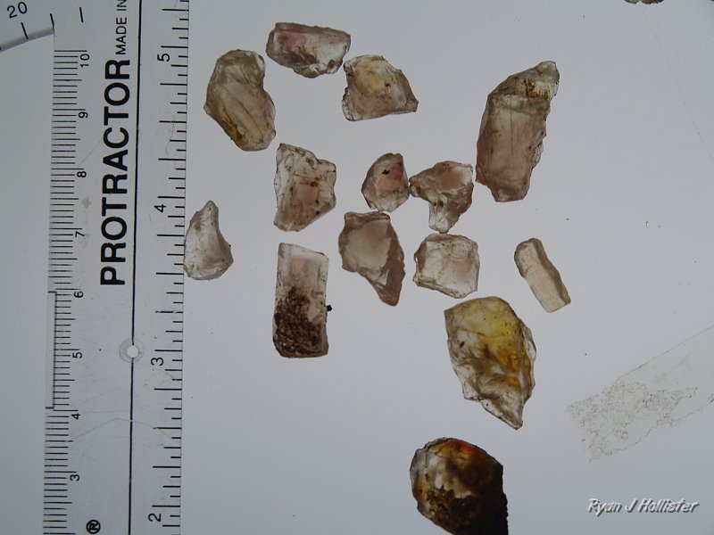 _7240563.JPG - More schillers for scale.