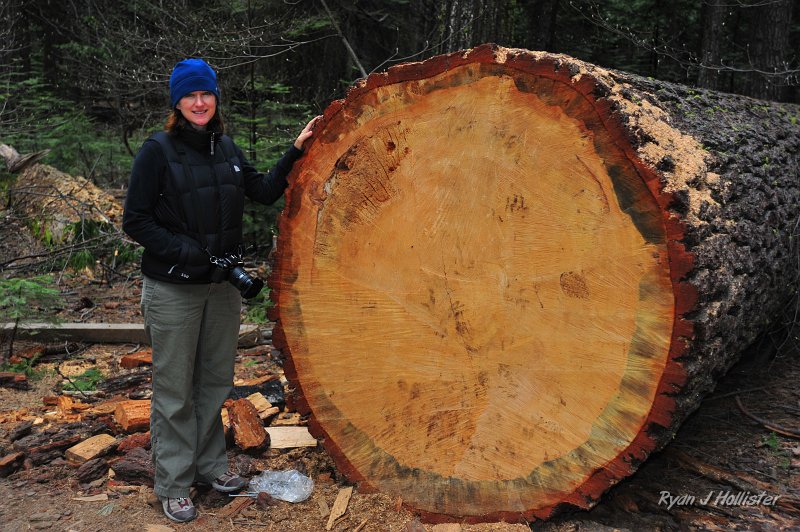 RJH_2190.JPG - Mrs H next to a freshly felled sugar pine that had fallen across the trail the North Grove loop trails.