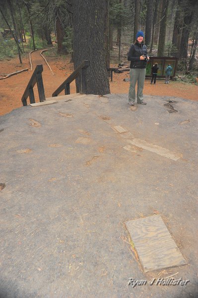RJH_2192.JPG - Mrs. H stands on the huge stump that was once a dance floor.  The tree had to be well over 1000 years old when it was slashed.   There are old lithogrpahs in the park that show 32 people dancing on the floor at once.  A 25' diameter will get you a lot of real estate, but will also bring the wrath of sensible people upon those ignorant enough to kill these tree.