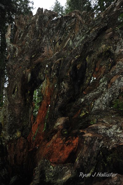 RJH_2198.JPG - Roots of a fallen giant.
