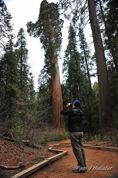 RJH_2207.JPG - Mrs H captures a few dogwood blooms while I capture the huge, bending sequoia.