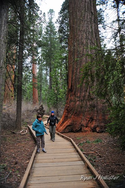 RJH_2209.JPG - My mom & Mrs H provide some scale for a small sequoia near the trail.